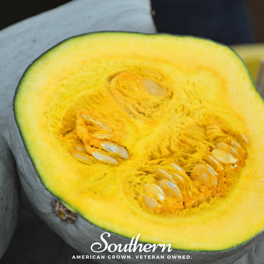 Blue Hubbard Winter Squash