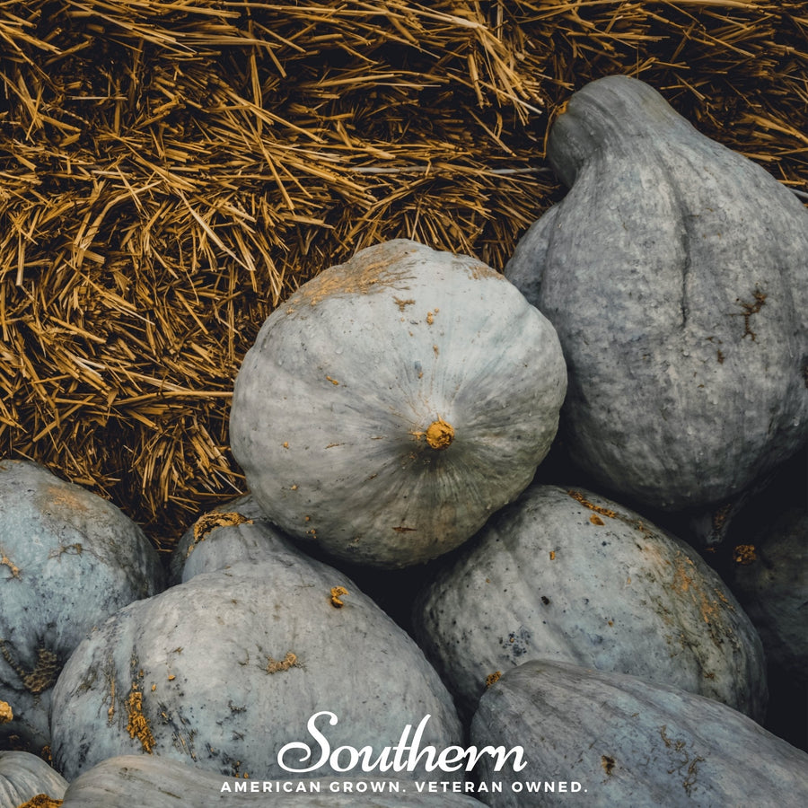 Blue Hubbard Winter Squash