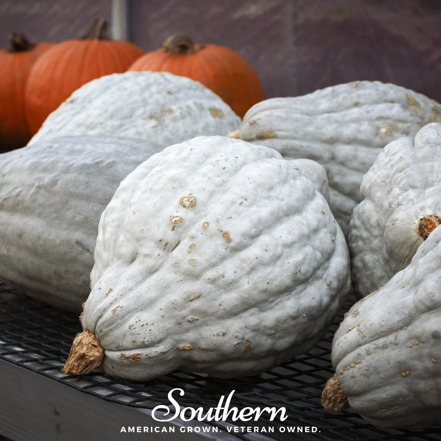 Blue Hubbard Winter Squash