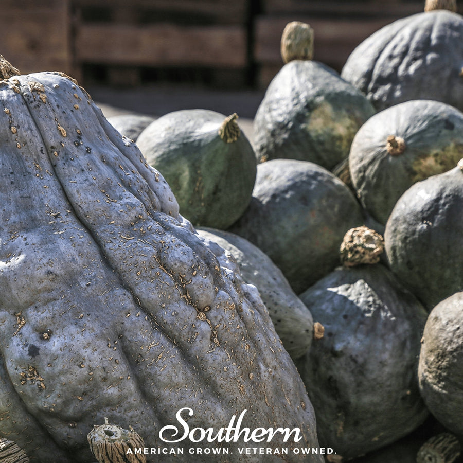 Blue Hubbard Winter Squash