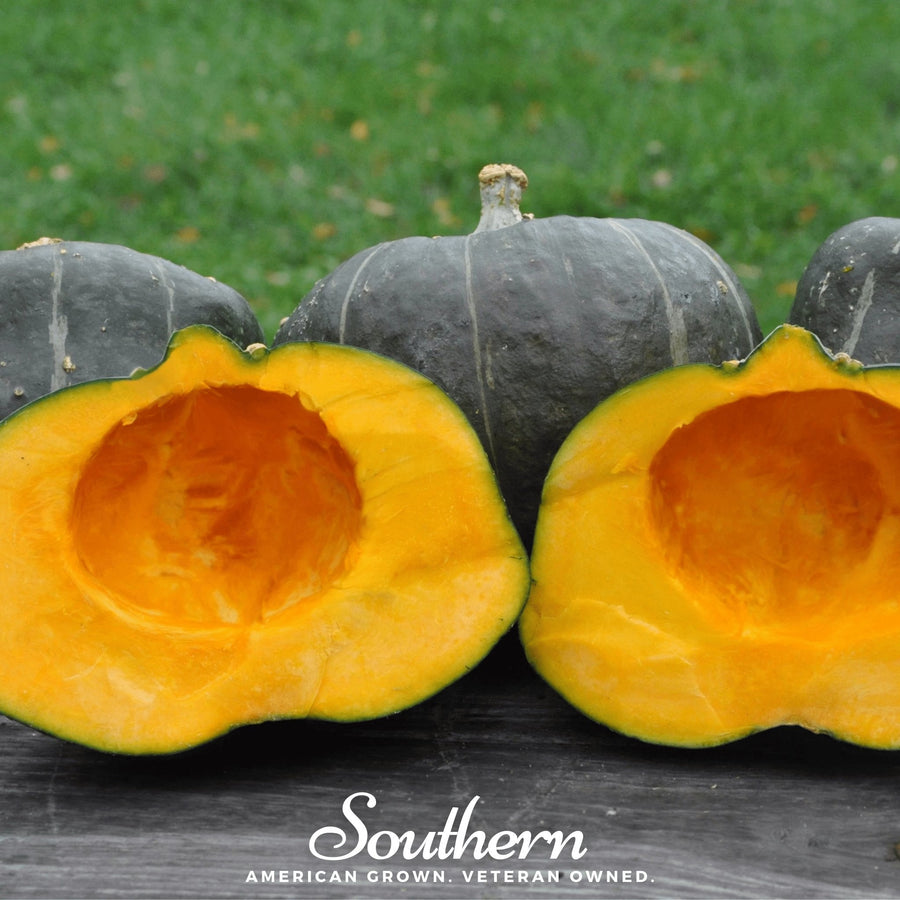 Buttercup Burgess Winter Squash