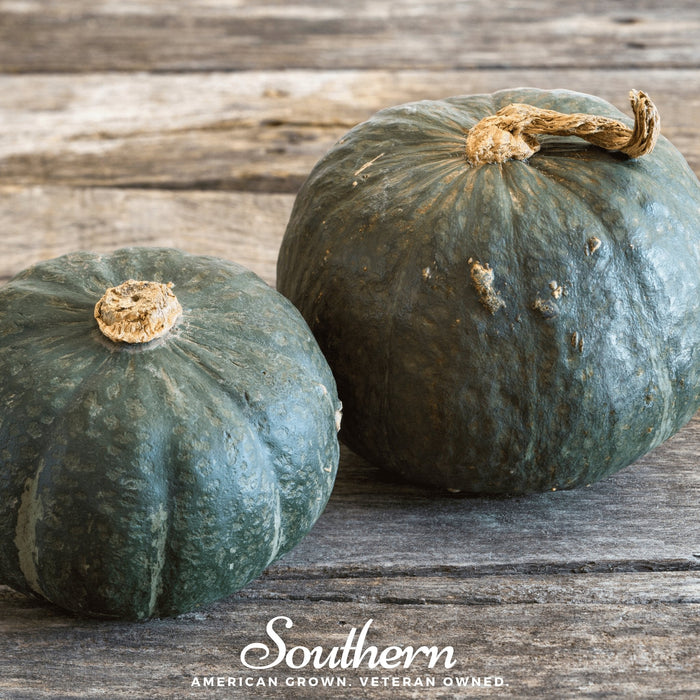 Buttercup Burgess Winter Squash