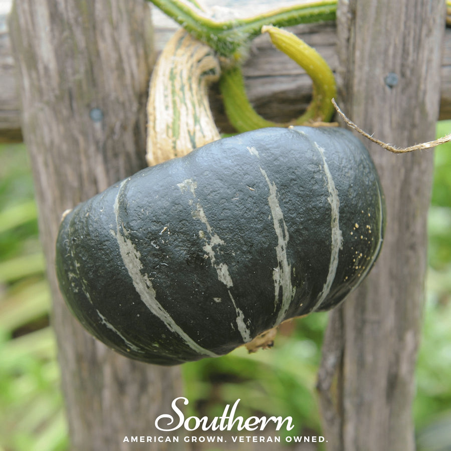 Buttercup Burgess Winter Squash