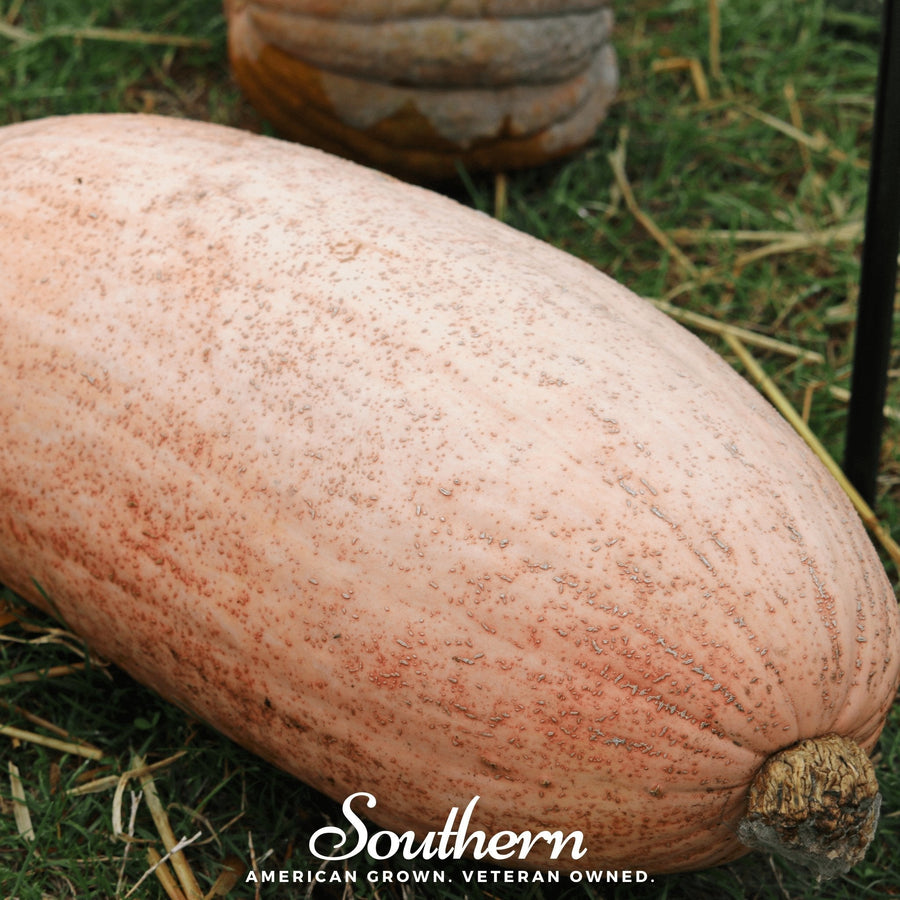 Pink Banana Squash