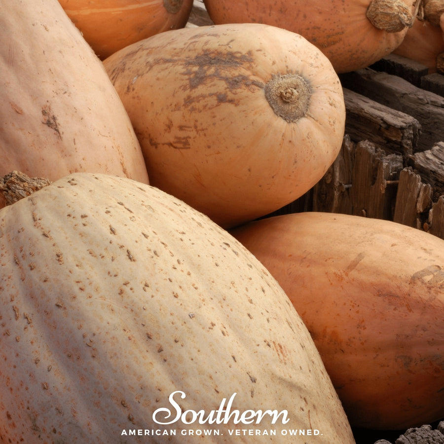 Pink Banana Squash
