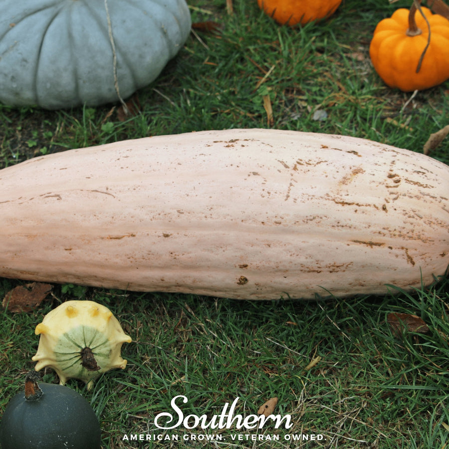 Pink Banana Squash