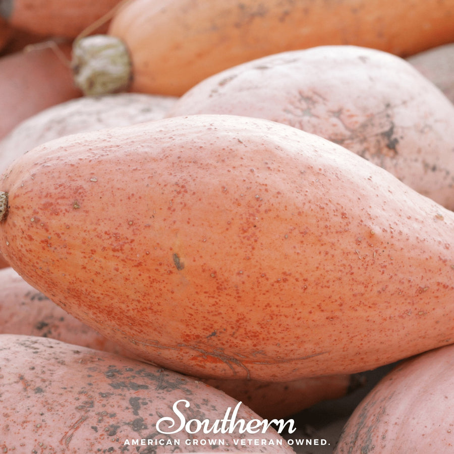 Pink Banana Squash