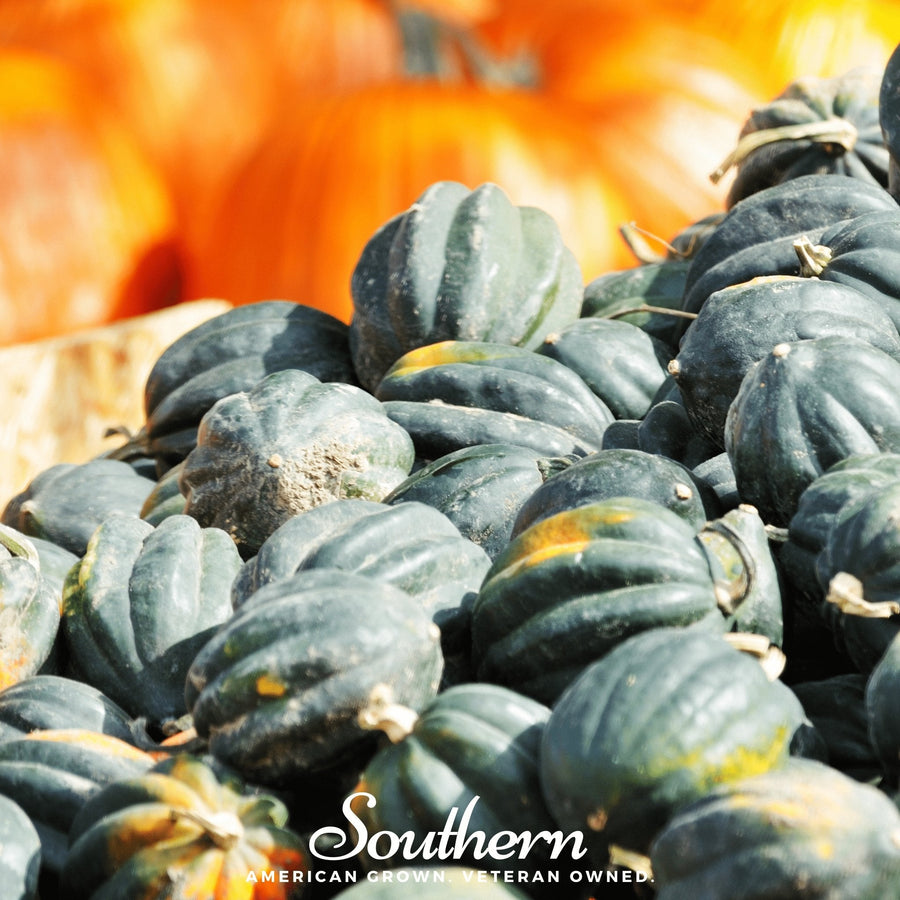 Table King Acorn Winter Squash