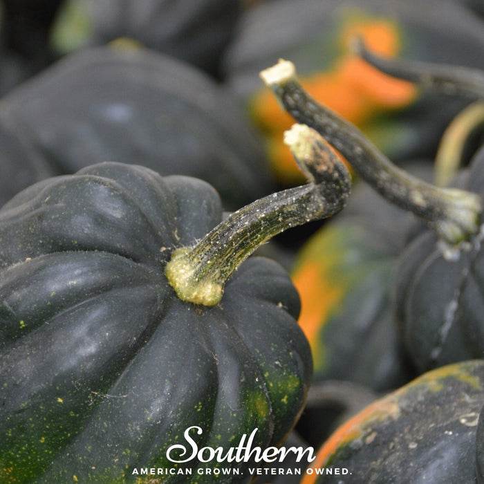 Table King Acorn Winter Squash