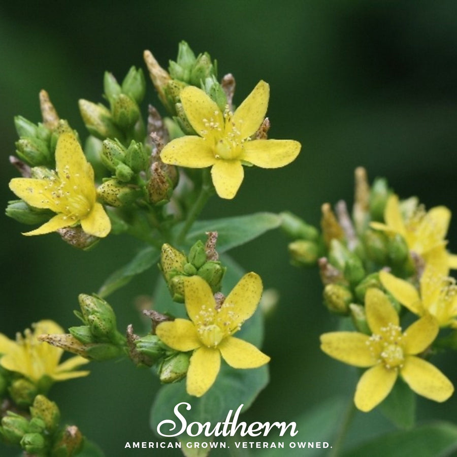 Dotted St. John’s Wort