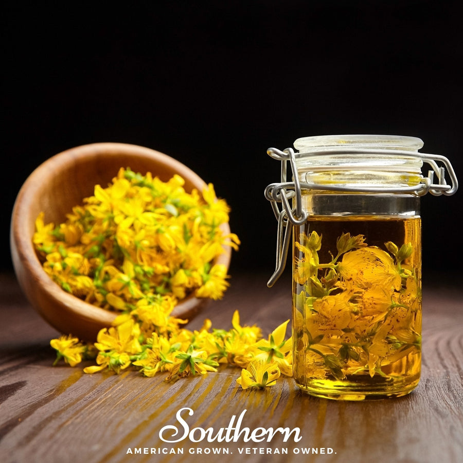 Dotted St. John’s Wort