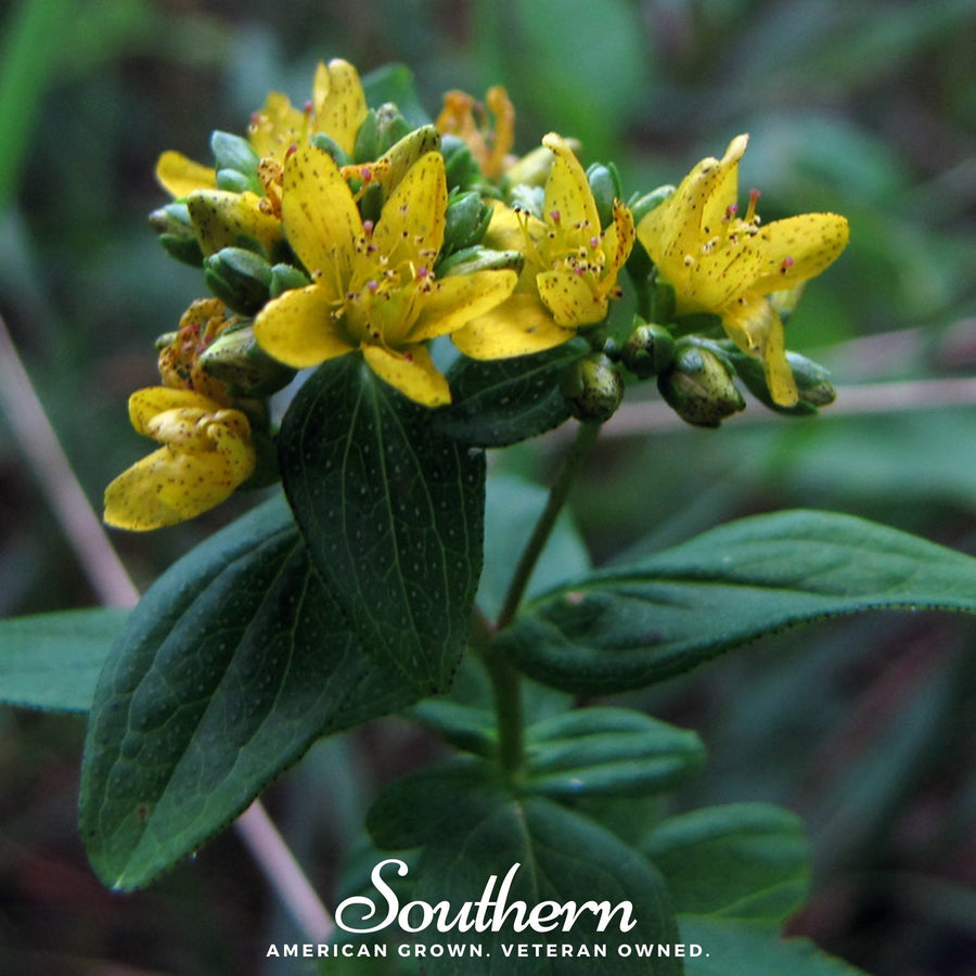 Dotted St. John’s Wort