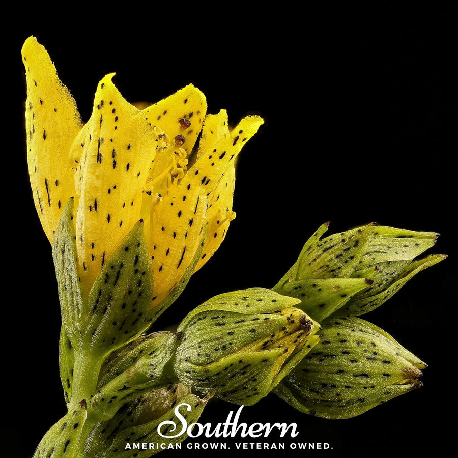 Dotted St. John’s Wort