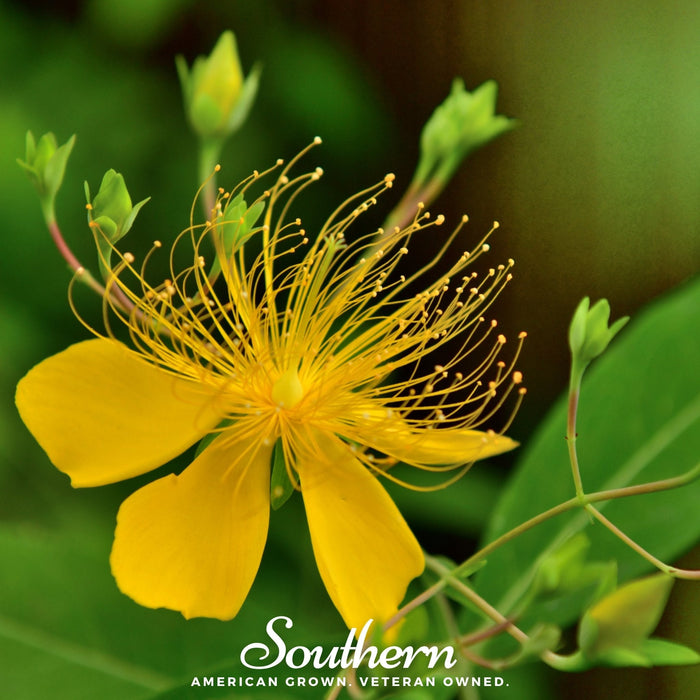Greater St. John’s Wort
