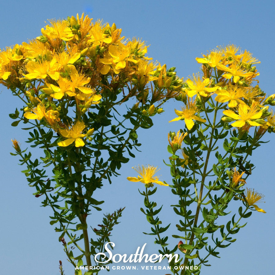 Greater St. John’s Wort