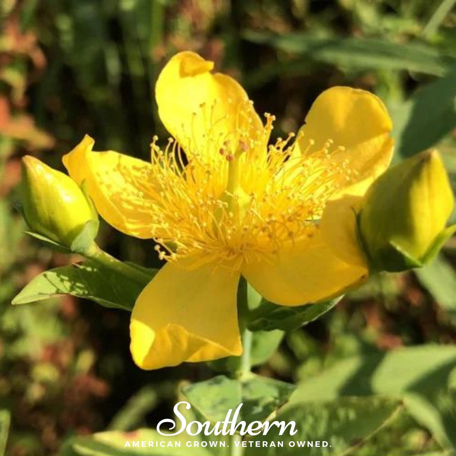 Greater St. John’s Wort