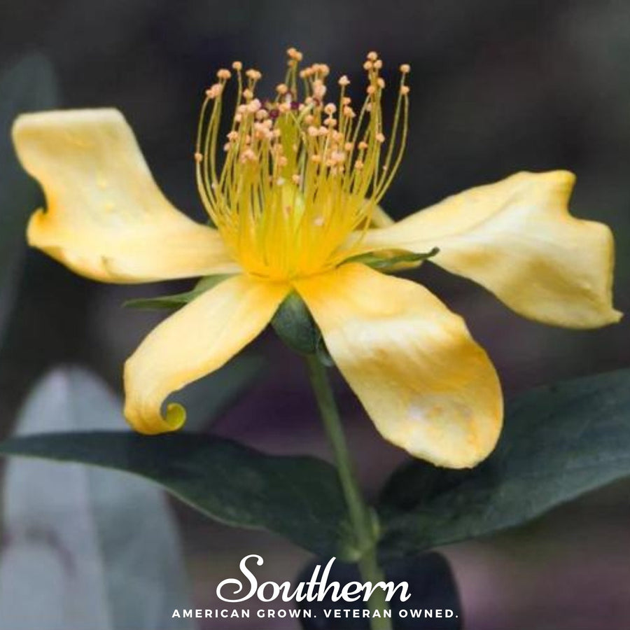 Greater St. John’s Wort