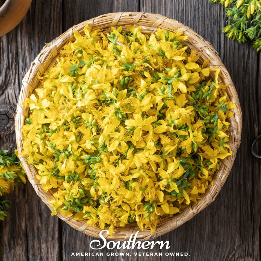 St. John’s Wort – 100 Seeds