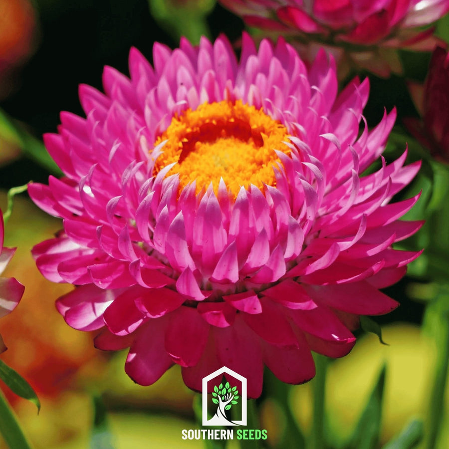 Purple-Red Strawflower