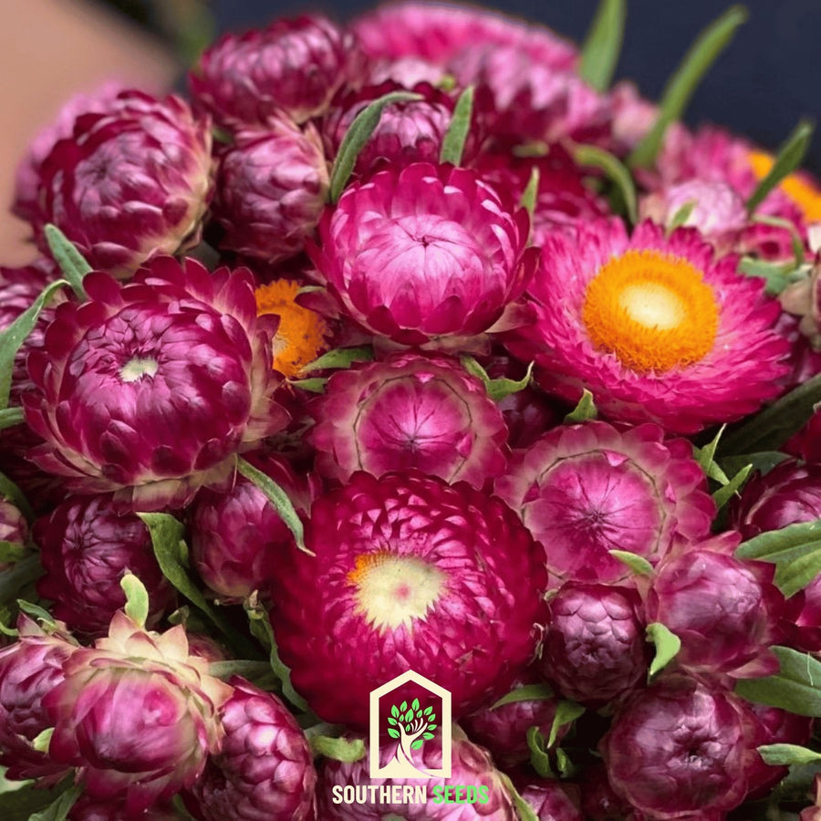 Purple-Red Strawflower