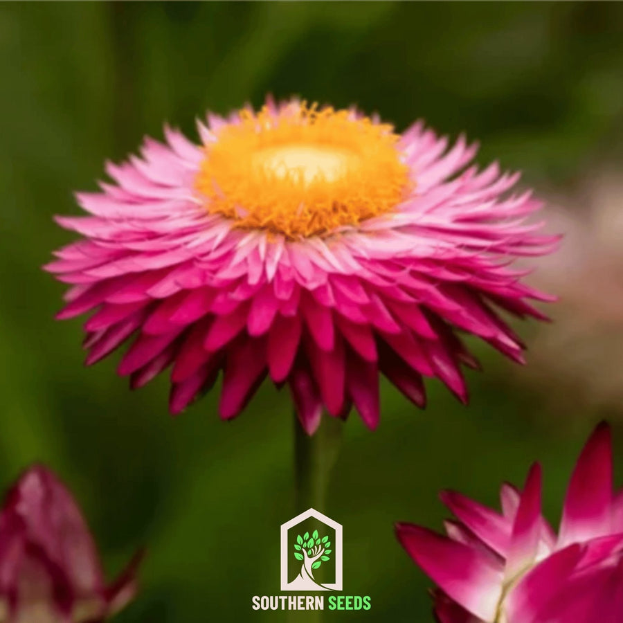 Purple-Red Strawflower