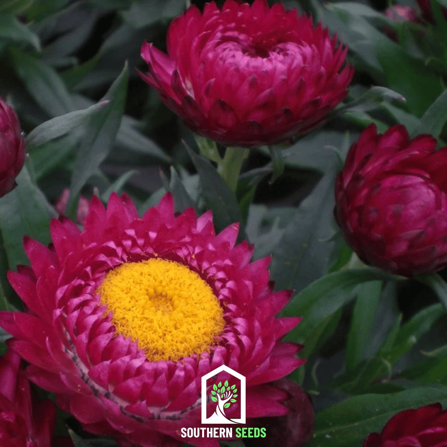 Purple-Red Strawflower