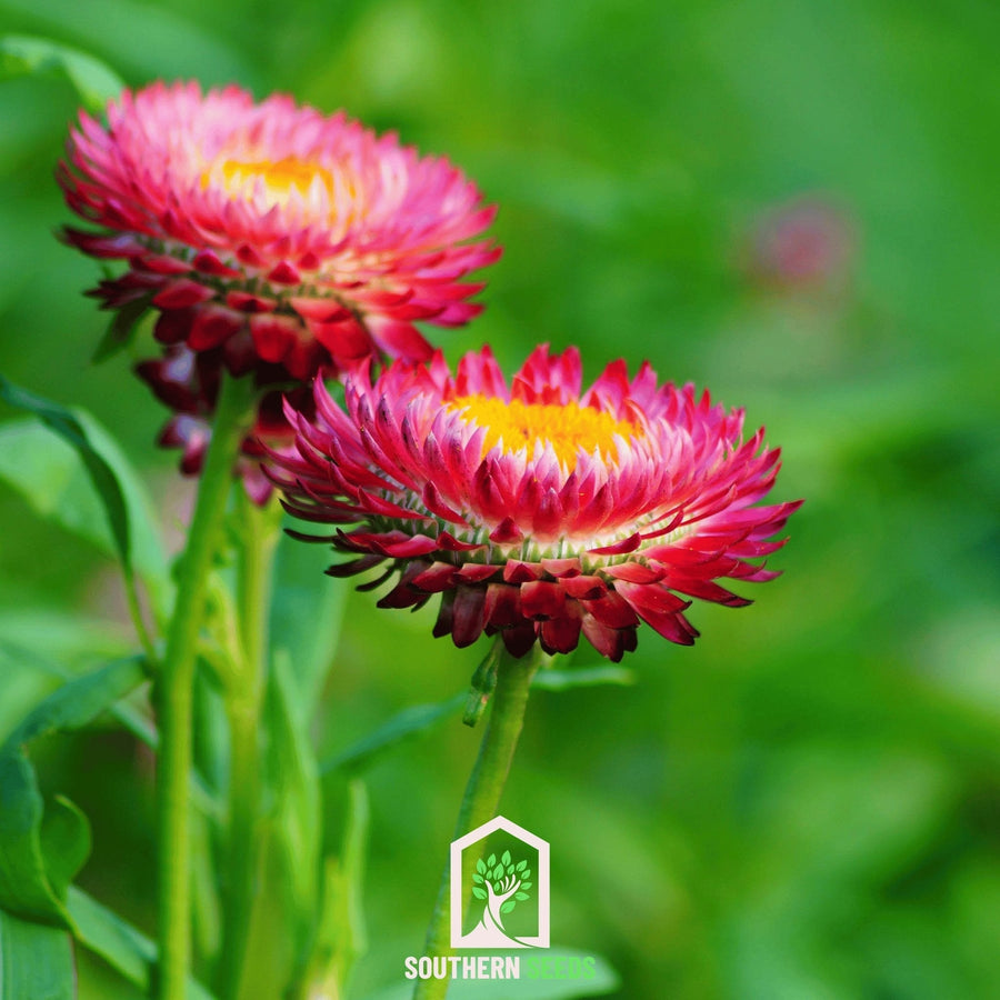 Purple-Red Strawflower