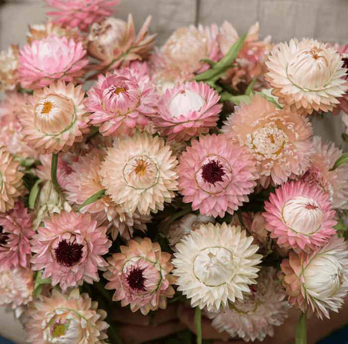 Silver Rose Strawflower