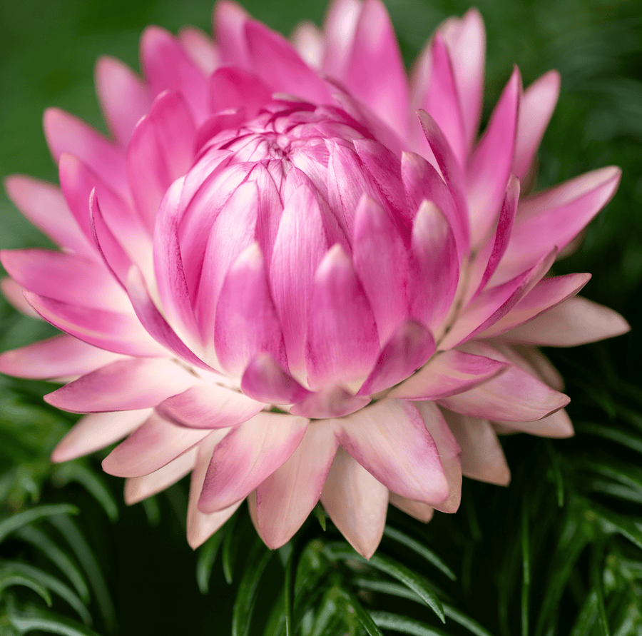 Silver Rose Strawflower
