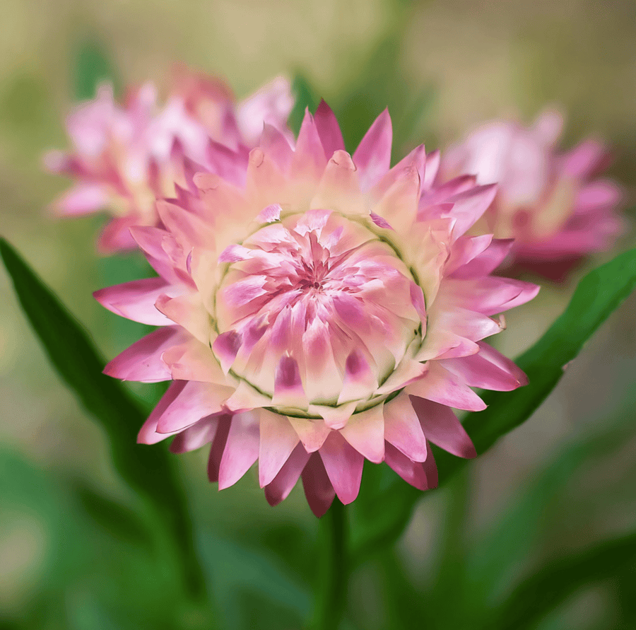 Silver Rose Strawflower
