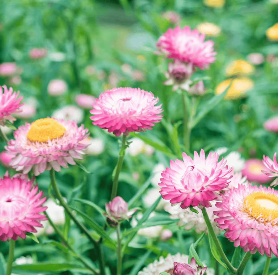 Silver Rose Strawflower