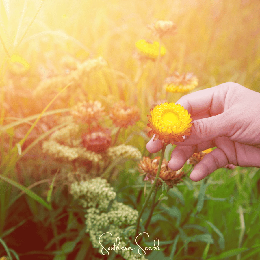 Yellow Strawflower