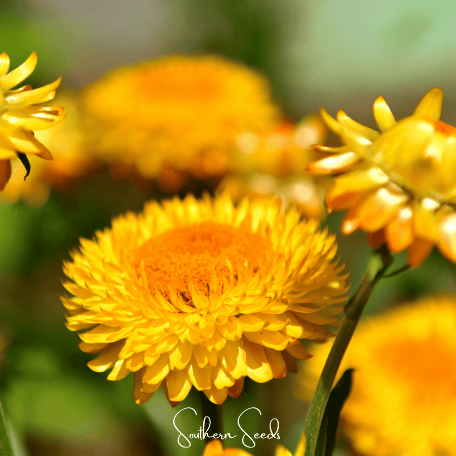 Yellow Strawflower