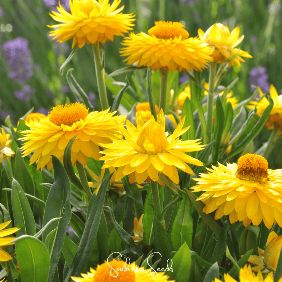 Yellow Strawflower
