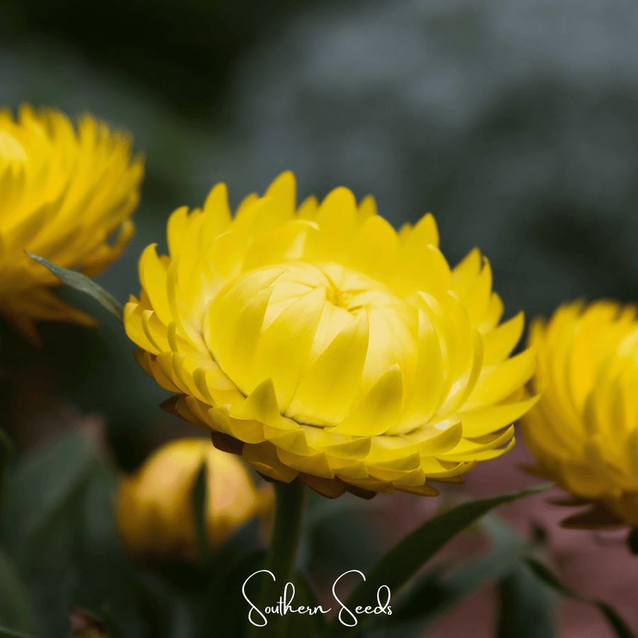 Yellow Strawflower
