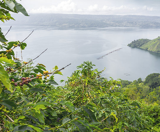 Lake and forest landscape in the Sumatra Mandheling coffee image gallery