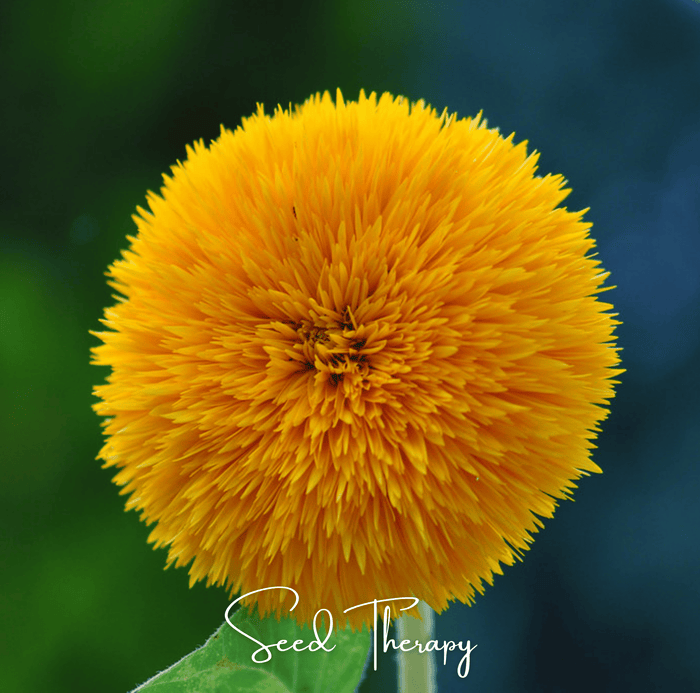 Giant Sungold Sunflower – 25 Seeds