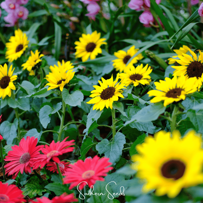 Incredible Dwarf Sunflower