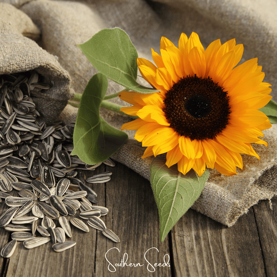 Incredible Dwarf Sunflower