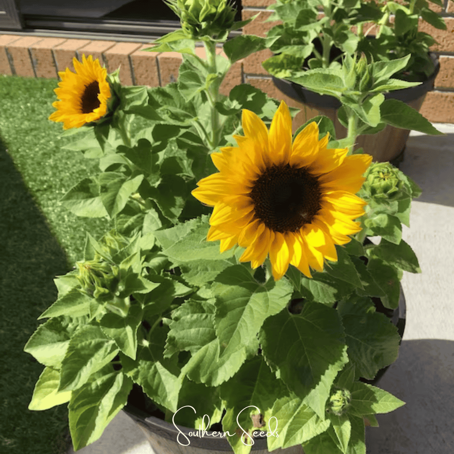 Incredible Dwarf Sunflower