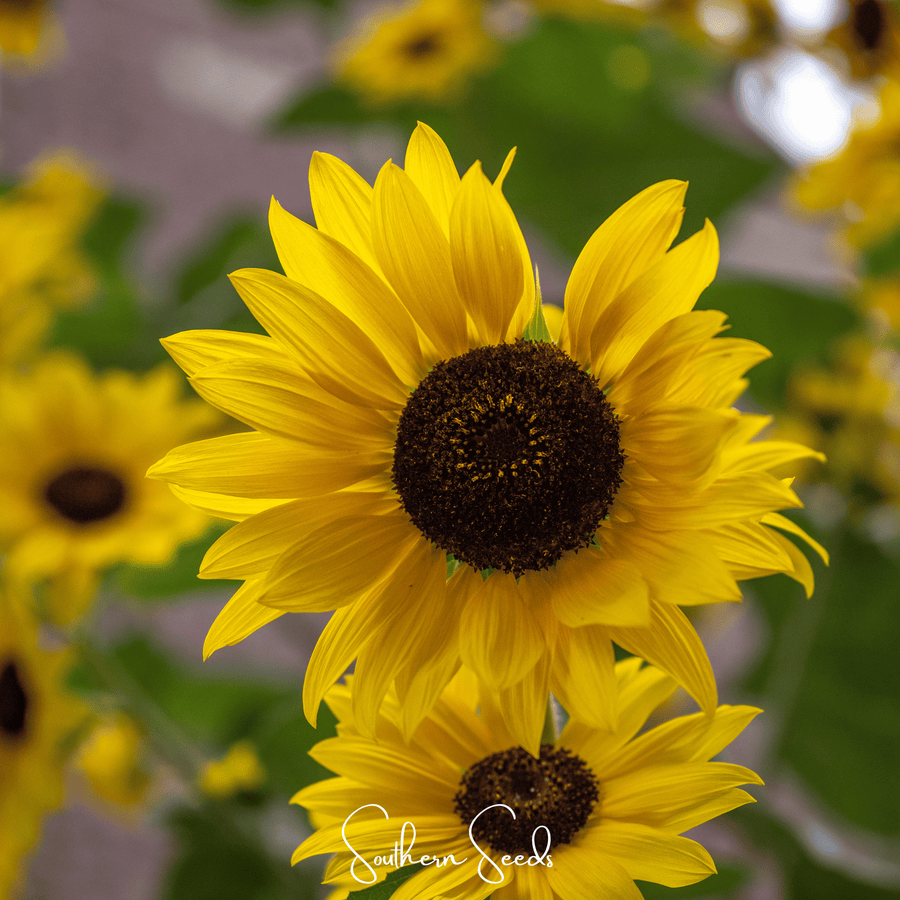 Incredible Dwarf Sunflower