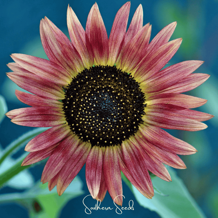 Strawberry Blonde Sunflower