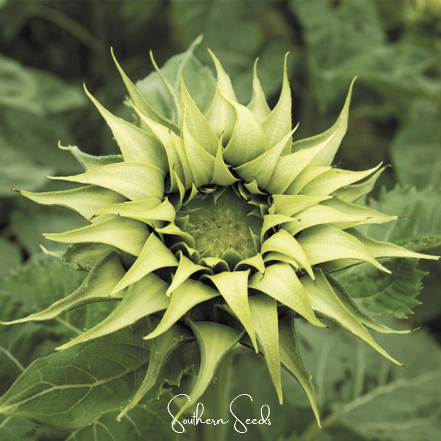SunFill Green Sunflower