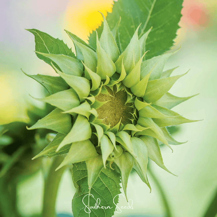 SunFill Green Sunflower