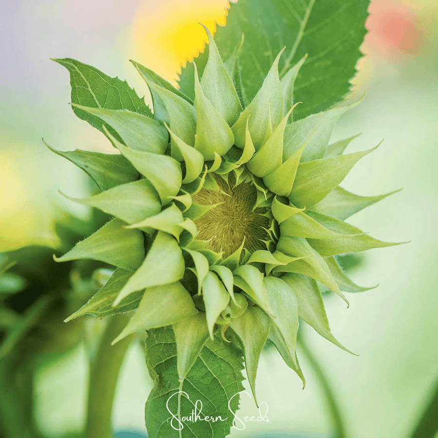 SunFill Green Sunflower