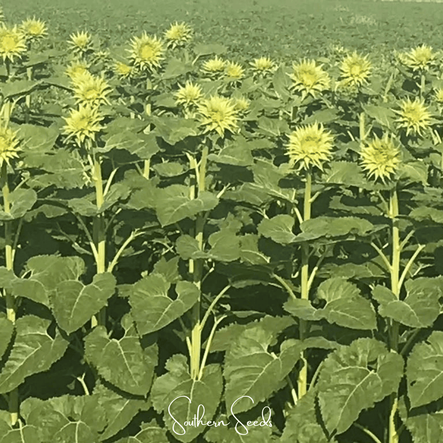 SunFill Green Sunflower