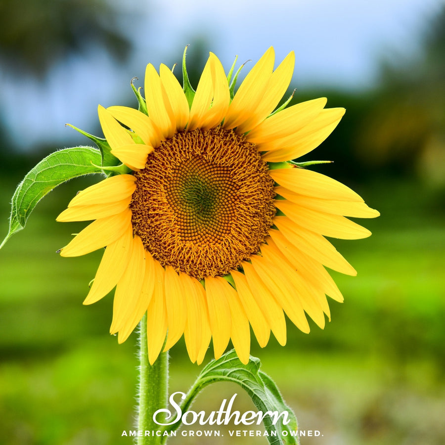 Sunspot Dwarf Sunflower