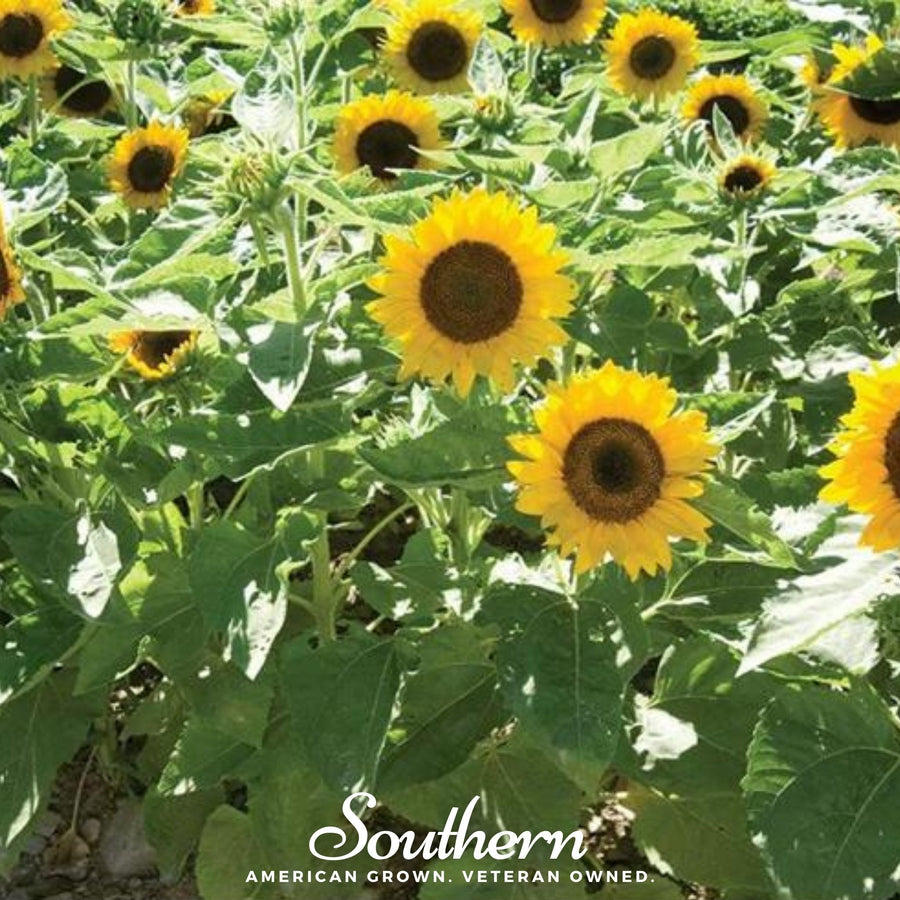 Sunspot Dwarf Sunflower