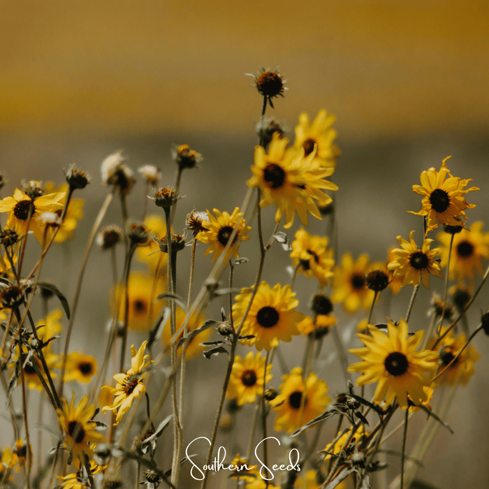 Wild Annual Sunflower – 50 Seeds