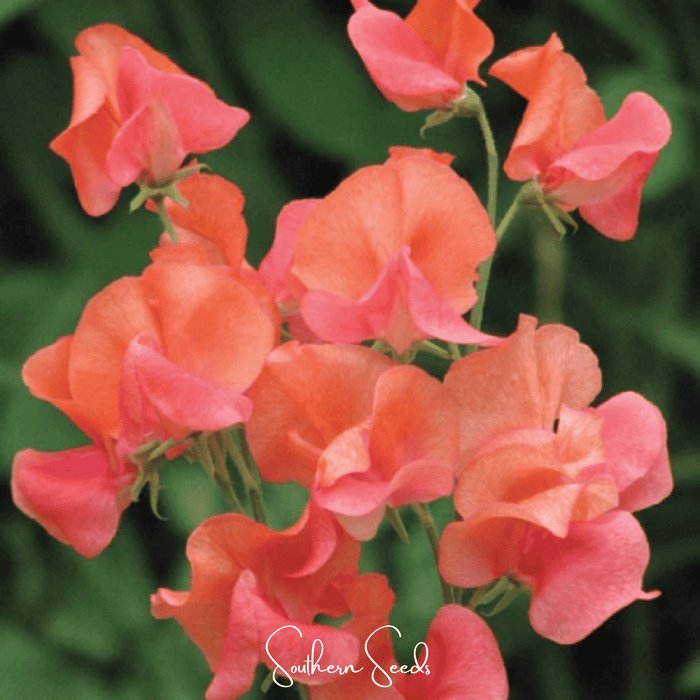 Prince of Orange Sweet Pea